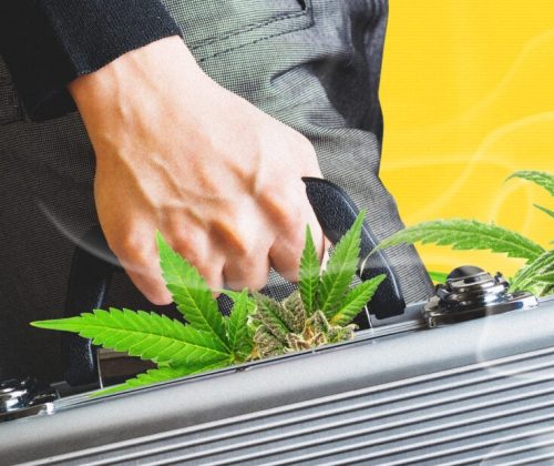 c annabis
