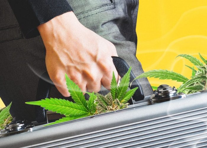 c annabis